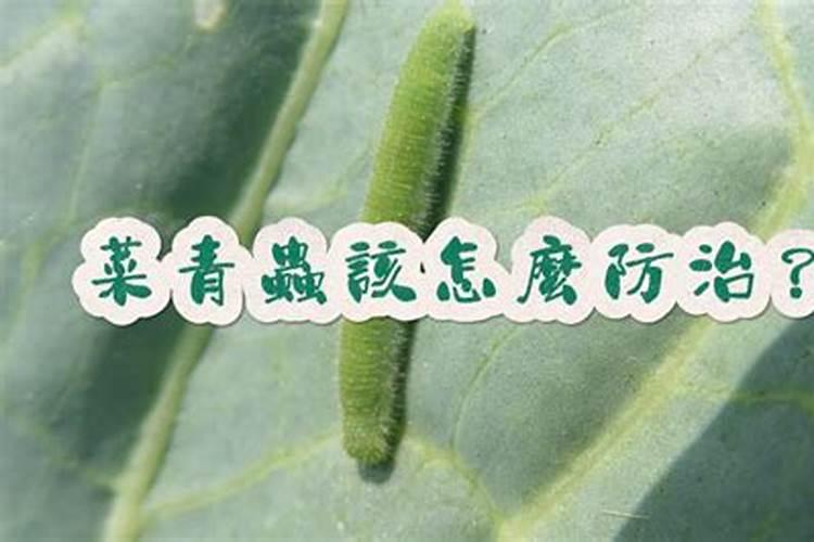 如何防治菜粉蝶(菜青虫)？