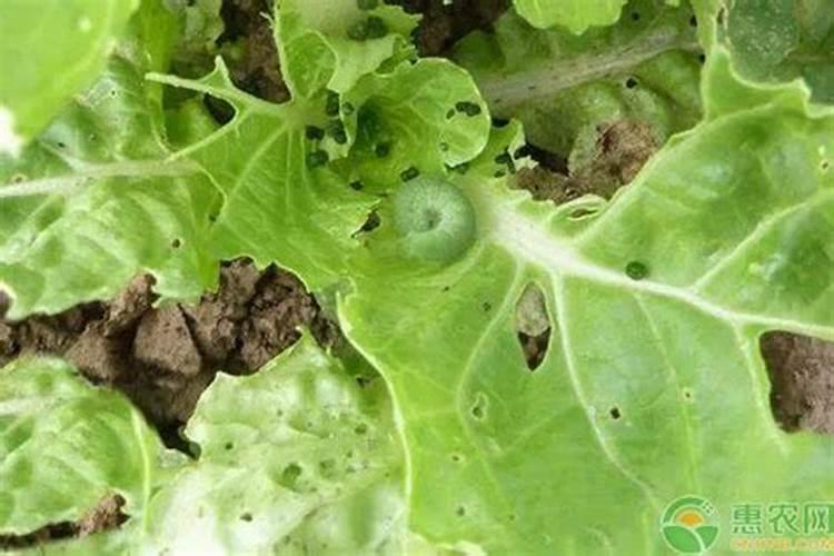 菜青虫防治办法用什么药