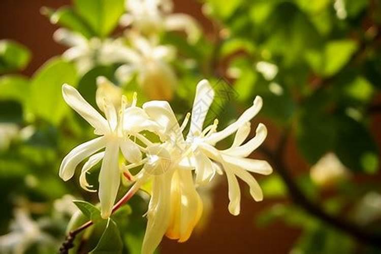金银花坐上“过山车”药农立体种养巧应对