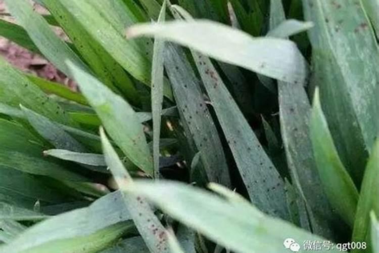 田间小敌手：小麦红蜘蛛的综合防治策略
