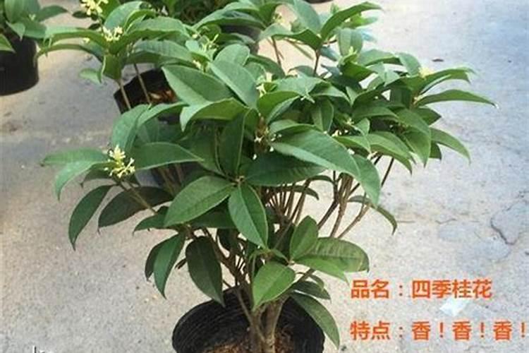 桂花盆景栽培技术