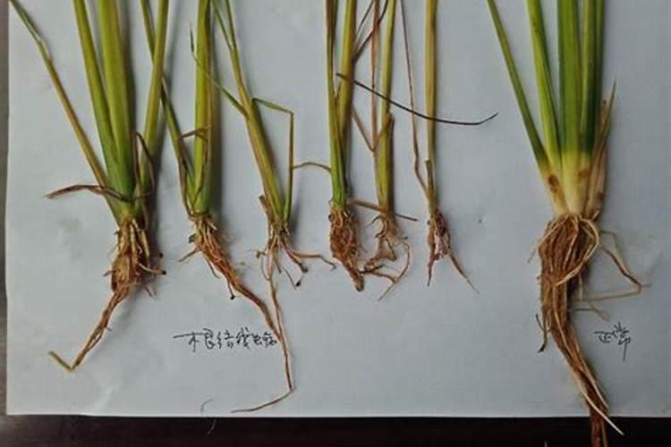 水稻苗烂根原因有哪些概要怎样预防？