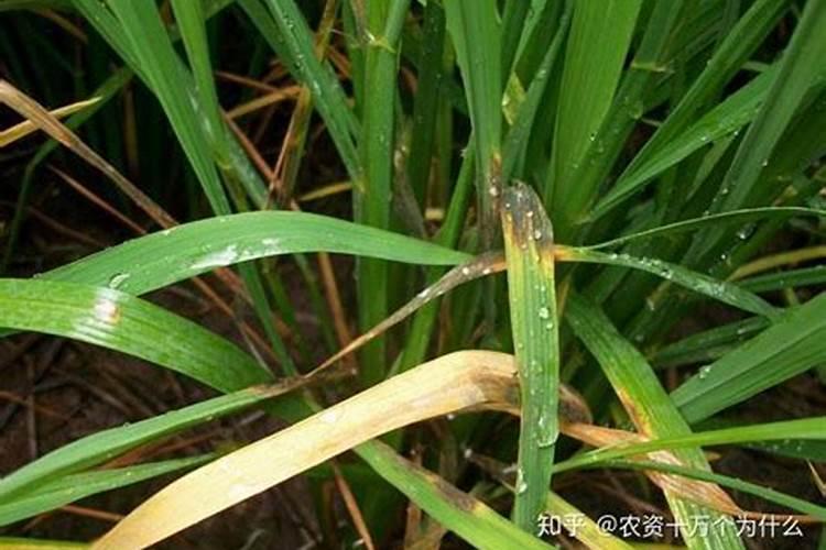 小麦纹枯病防治方法与关键措施