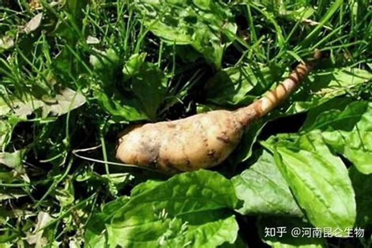 天麻烂窝的原因