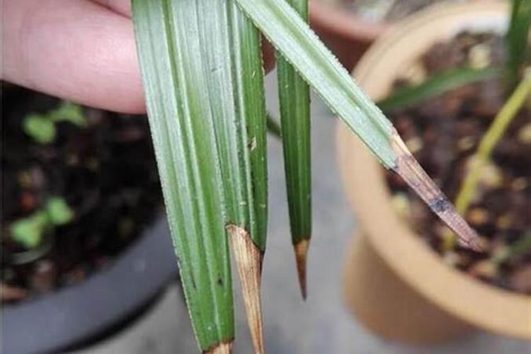 文心兰叶子变黄发黑的解决之道与常见病害防治策略