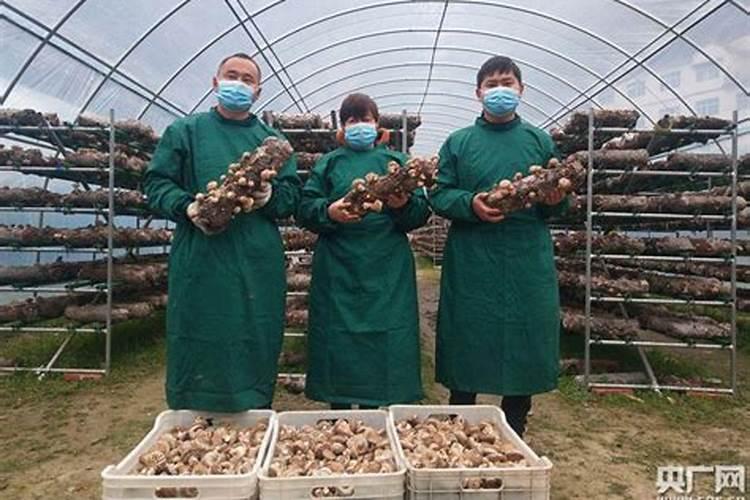 绿色餐桌上的明星：无公害食用菌生产技术