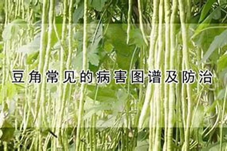 豆角主要病害的防治技术