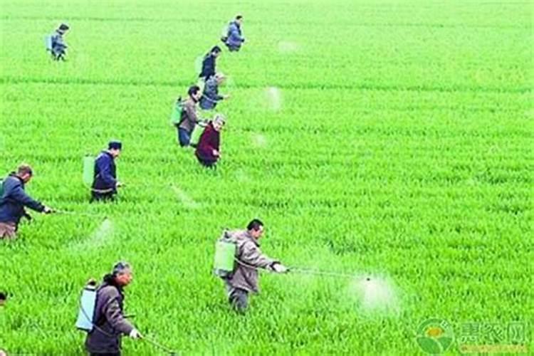 精通拌种技巧：粉剂农药的正确使用方法？