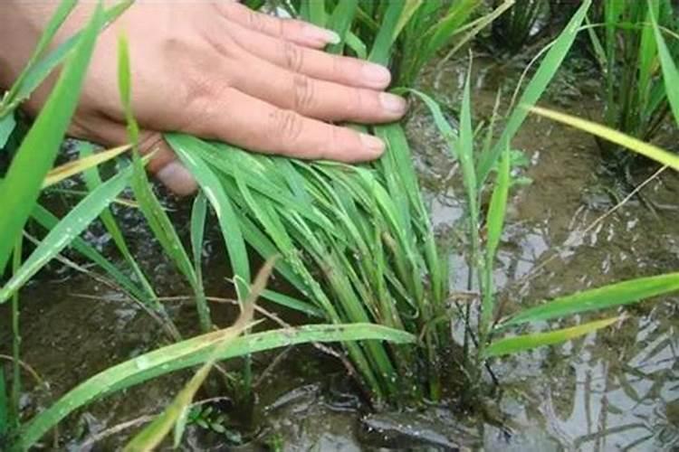 守护绿茵希望：水稻秧苗病虫害防治策略