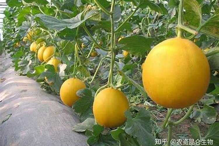 甜瓜用什么肥料好？
