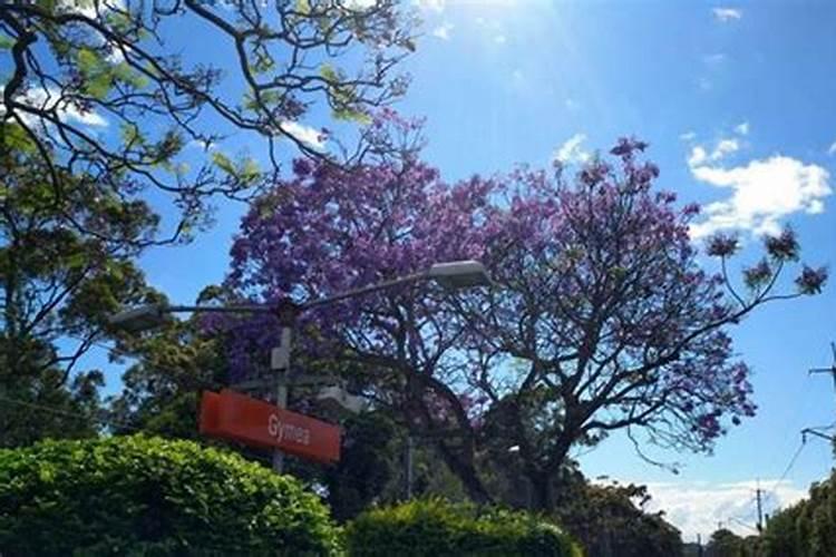 蓝花楹不开花的原因