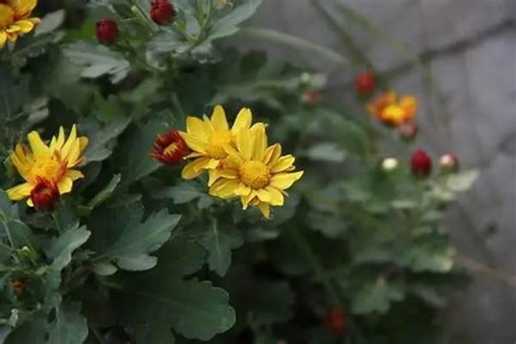 千头菊花期是什么？有哪些枯萎的原因