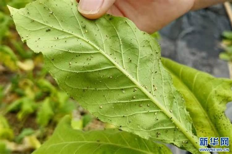 以肥治虫：绿色农业的新篇章