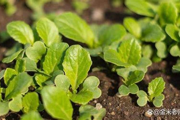 白菜幼苗易遭害虫啃咬,撒一把厨余垃圾,防病治虫不花钱