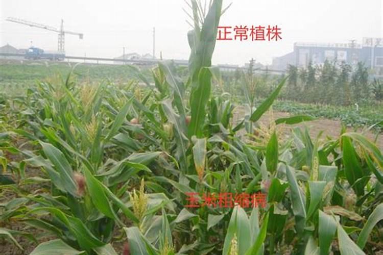 玉米粗缩病及其防治技术