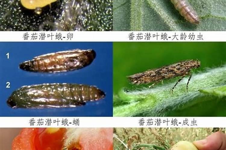 金桔潜叶蛾的识别与综合防治策略