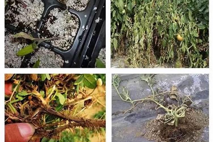 番茄土传病害有哪些，番茄土传病害如何防？