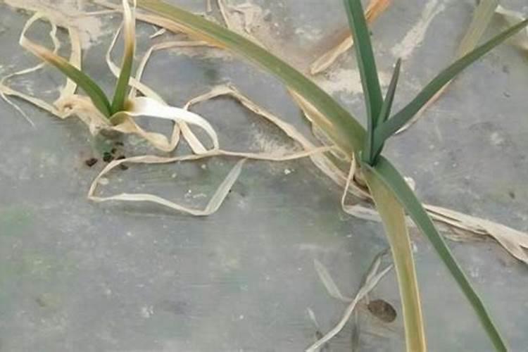 请问一下,大蒜白腐病怎么预防和治疗？谢谢