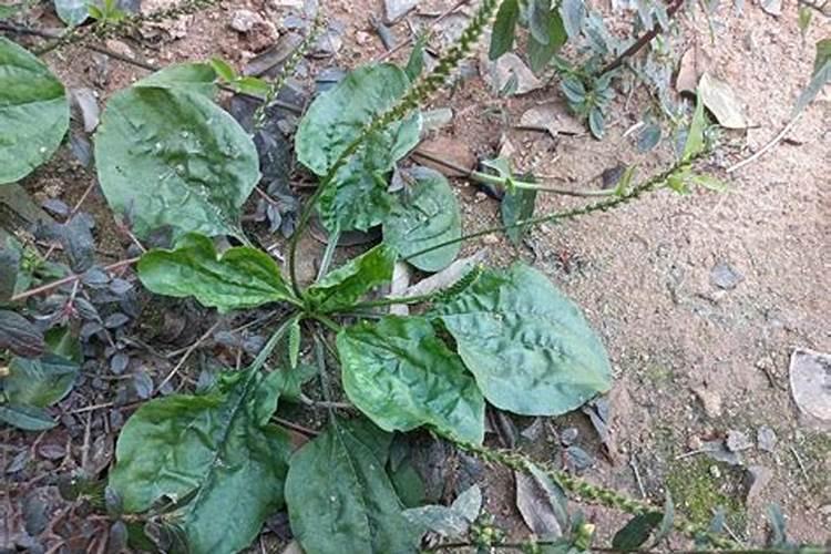 哪些常见植物可以用来制作土农药