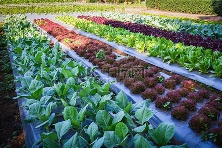 绿色财富之选：蔬菜、果树还是药材，谁是最赚钱的种植伙伴？