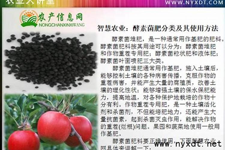 揭秘大自然的神奇催化剂：酵素菌肥的奥秘