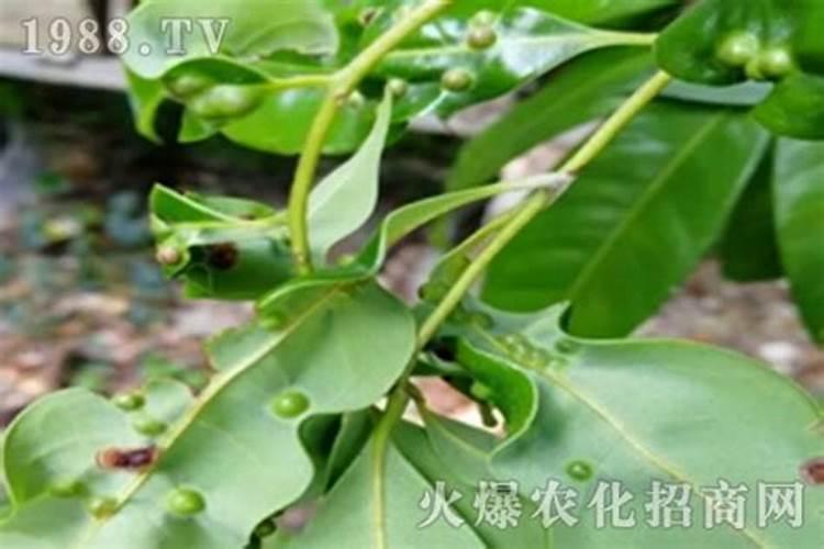荔枝叶瘿蚊防治全攻略：守护甘甜果实的秘诀