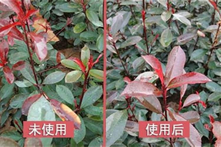 植物防冻剂什么时候用效果好,植物防冻剂的使用方法及注意事项