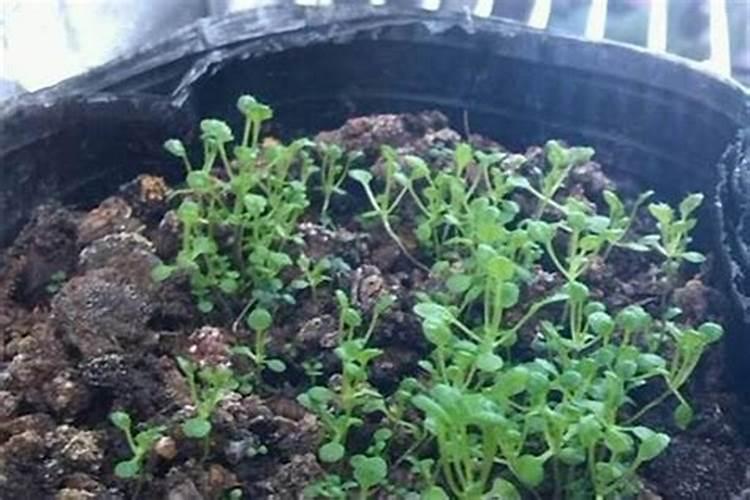 如何种植拟南芥