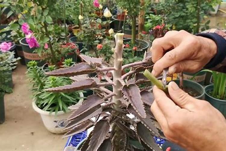 落地生根：嫁接长寿花的持久魅力