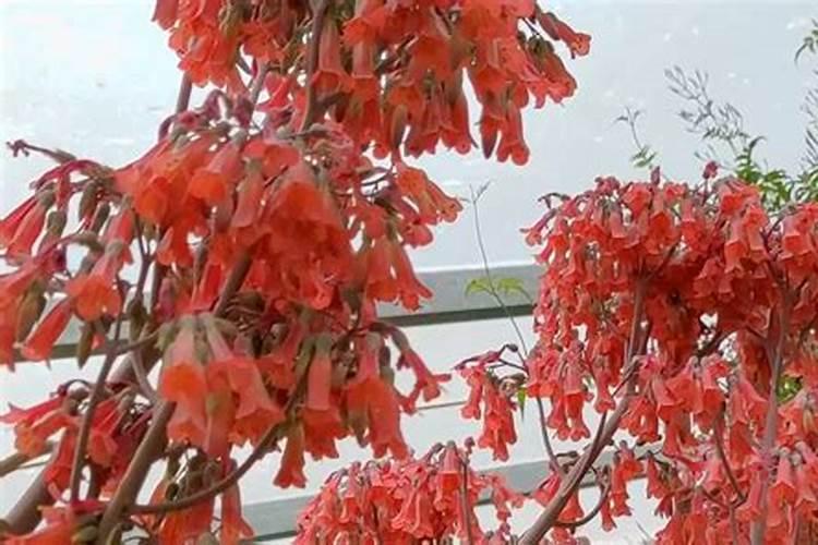 落地生根嫁接的长寿花,可以活多久呢？