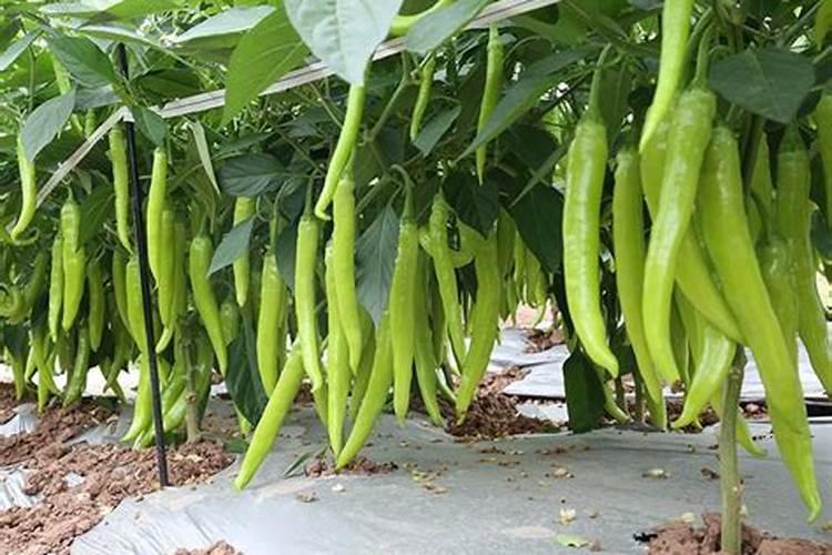 辣椒都有那些病虫害怎样防治？