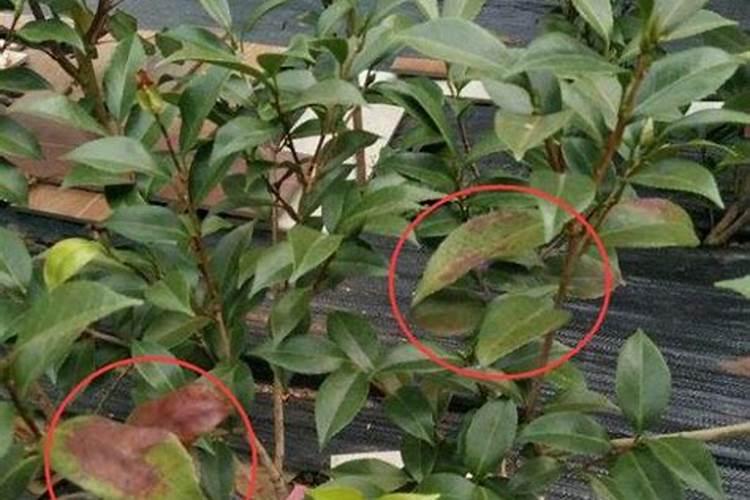 观叶植物生长不良的表现有哪些？