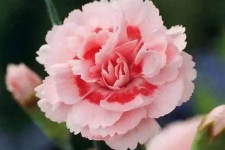盛夏芬芳：康乃馨的夏季种植指南