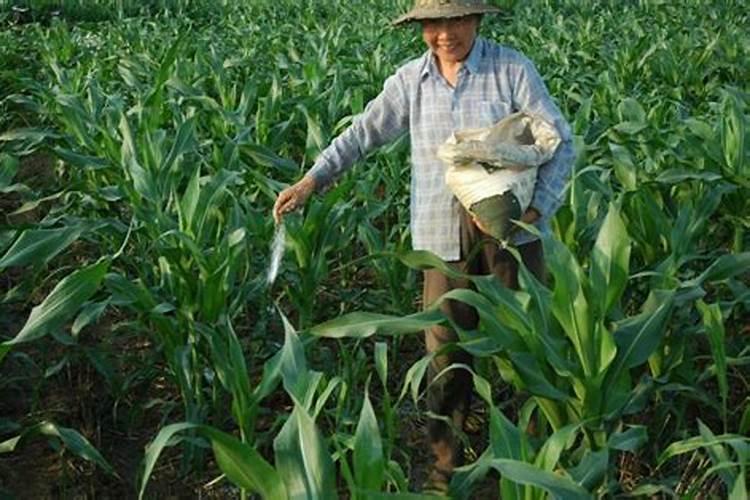 基肥、种肥、追肥三种施肥方式应如何合理安排？
