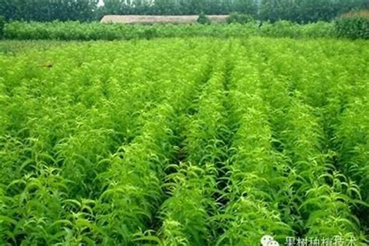 绿色守护：木薯苗圃除草剂的明智选择与高效应用
