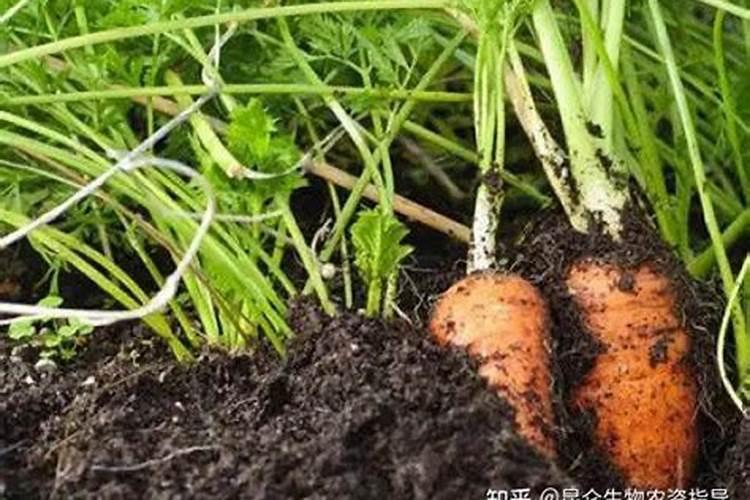 胡萝卜裂根有哪些症状？原因及防治方法是什么？