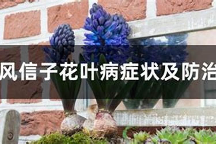 水仙花叶病的病因及防治