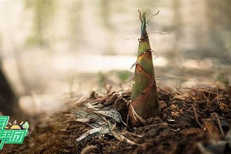 竹林之宝：掌握竹笋的栽培技术要点