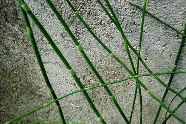根除之道：节节草的终结者