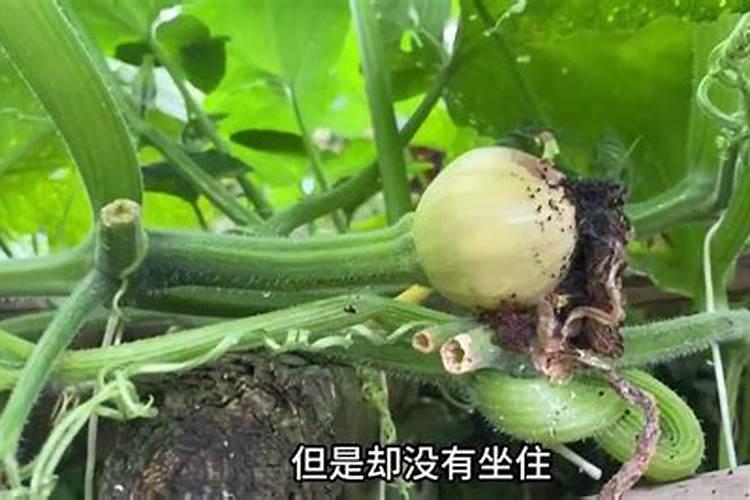 南瓜出现烂瓜病如何防治？