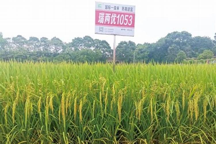 长江中下游地区双季早稻如何施用肥料？