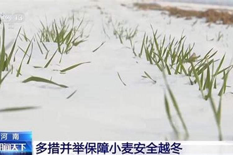 小麦越冬期冻害防治的关键措施