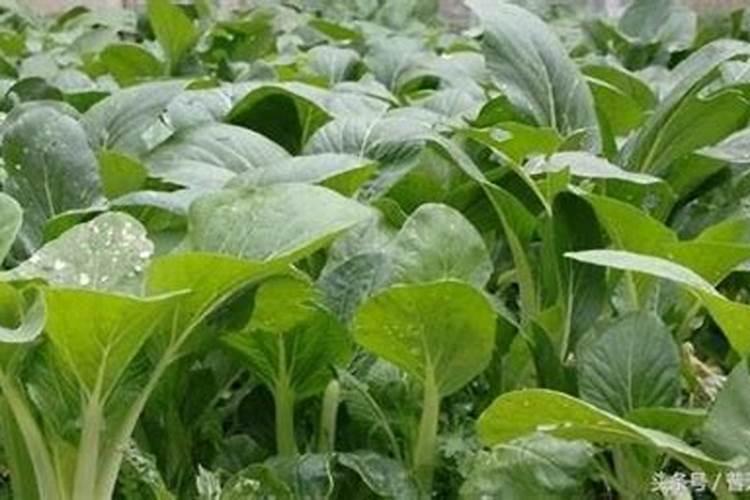 夏季蔬菜预防早衰的六要点：保持绿意盎然