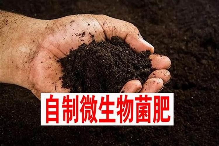 揭秘菌肥的施肥科学技巧与奇妙作用