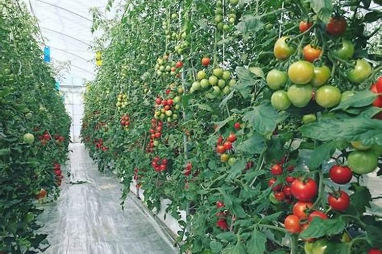 番茄栽培病虫害绿色防控技术