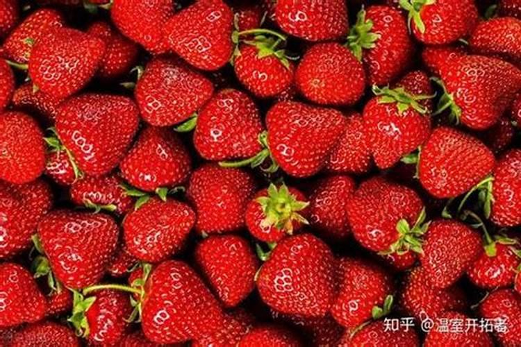 温室大棚种植草莓要提质增效,如何绿色防控？