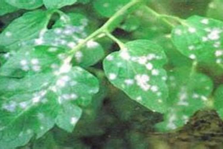 花卉白粉病如何治？