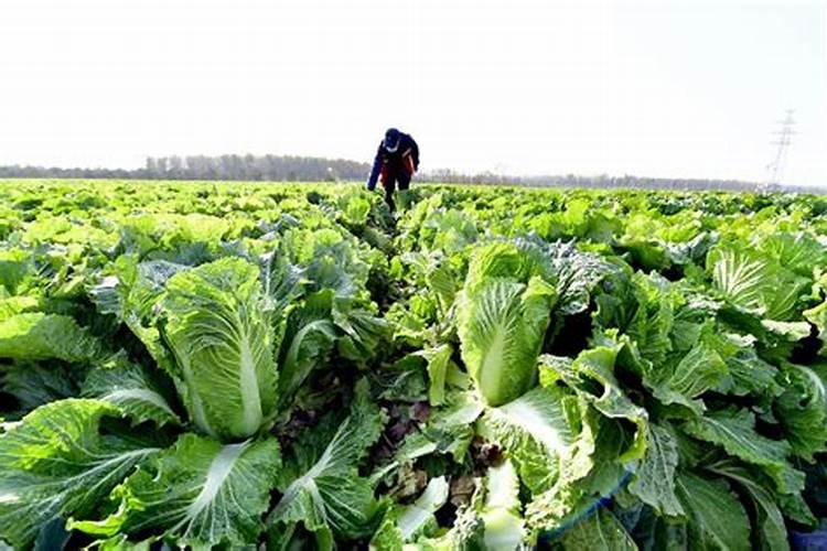 秋大白菜的黄金养分：掌握施肥技术，确保丰收