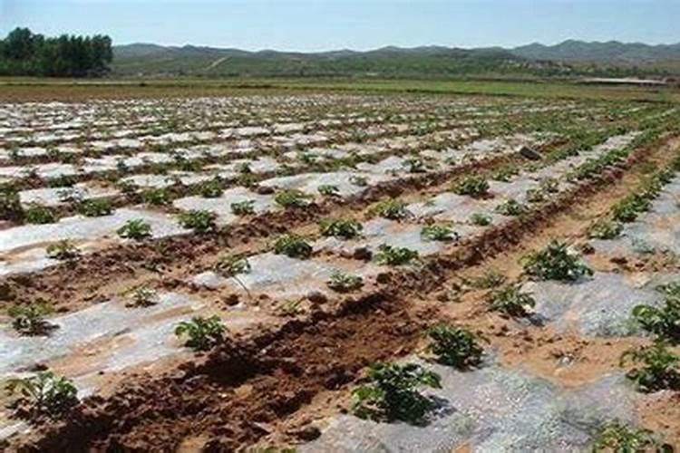 田间艺术：马铃薯种植后的水肥精心管理
