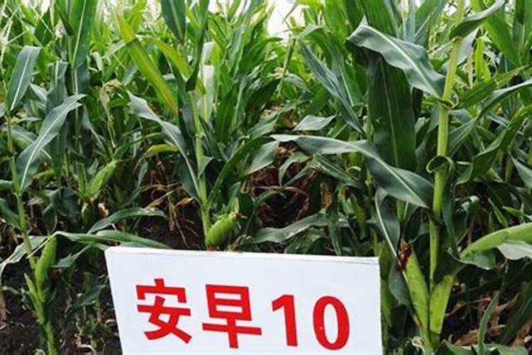 春玉米施肥技术要点